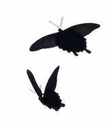 dancing butterflies