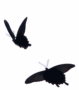dancing butterflies