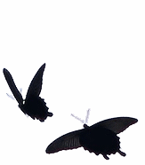 dancing butterflies